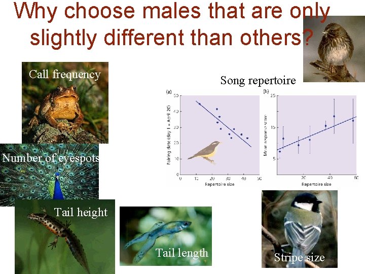 Why choose males that are only slightly different than others? Call frequency Song repertoire