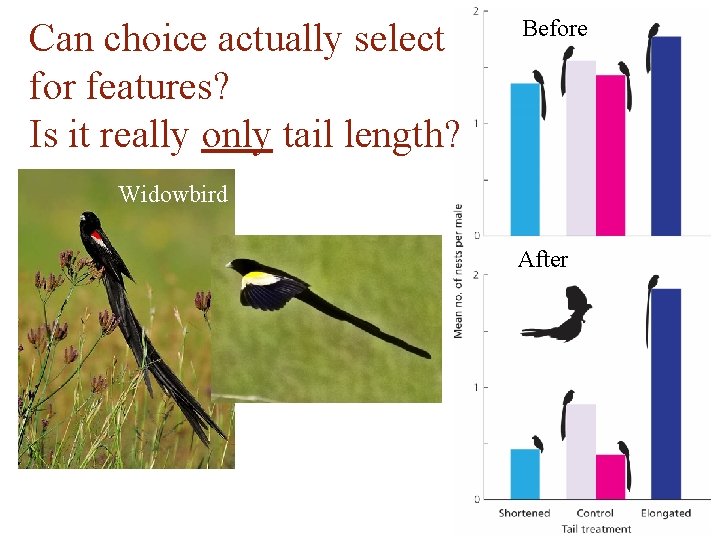 Can choice actually select for features? Is it really only tail length? Before Widowbird