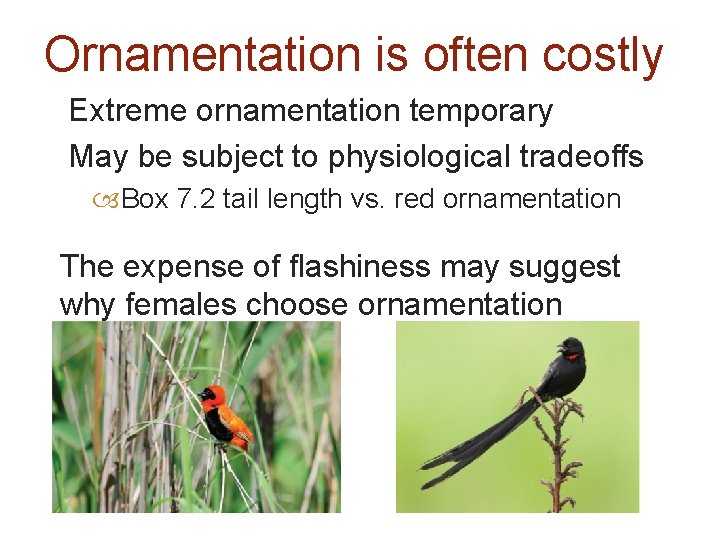 Ornamentation is often costly Extreme ornamentation temporary May be subject to physiological tradeoffs Box
