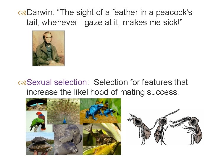  Darwin: “The sight of a feather in a peacock's tail, whenever I gaze