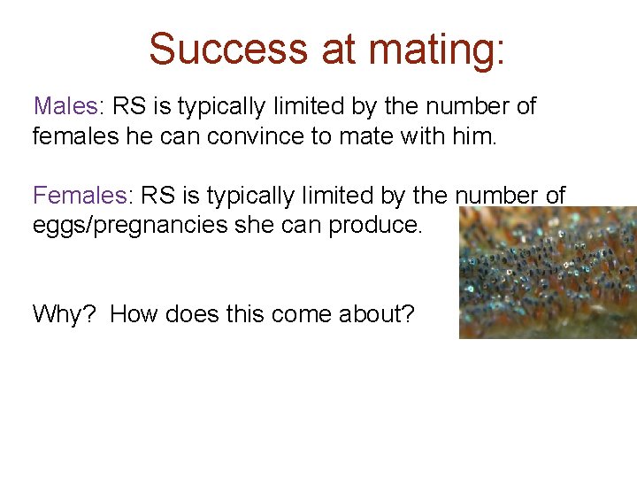 Success at mating: Males: RS is typically limited by the number of females he