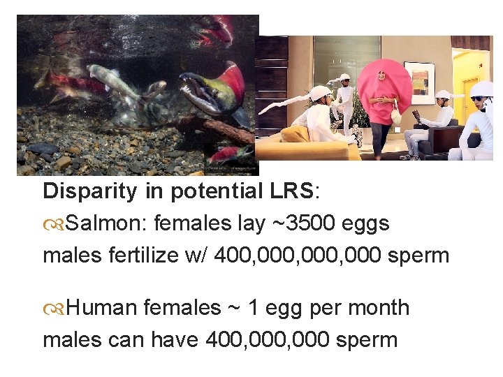 Disparity in potential LRS: Salmon: females lay ~3500 eggs males fertilize w/ 400, 000,