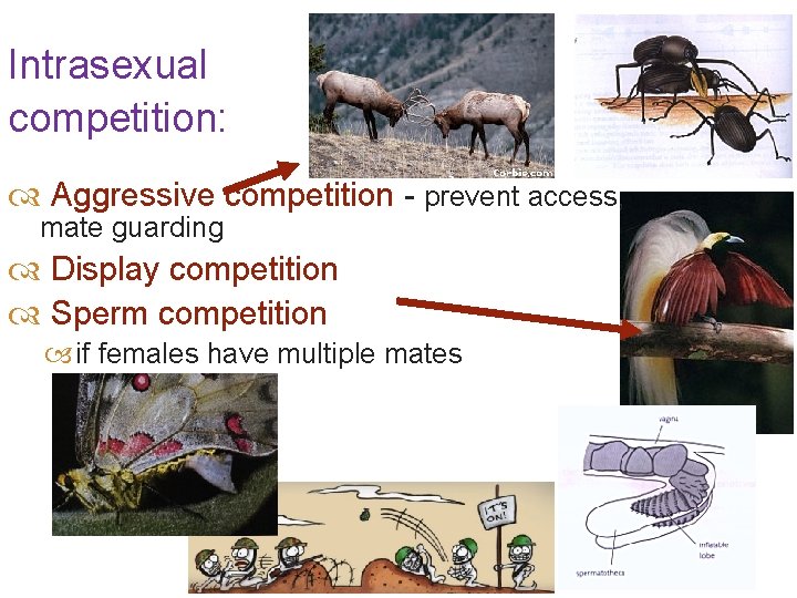 Intrasexual competition: Aggressive competition - prevent access, mate guarding Display competition Sperm competition if