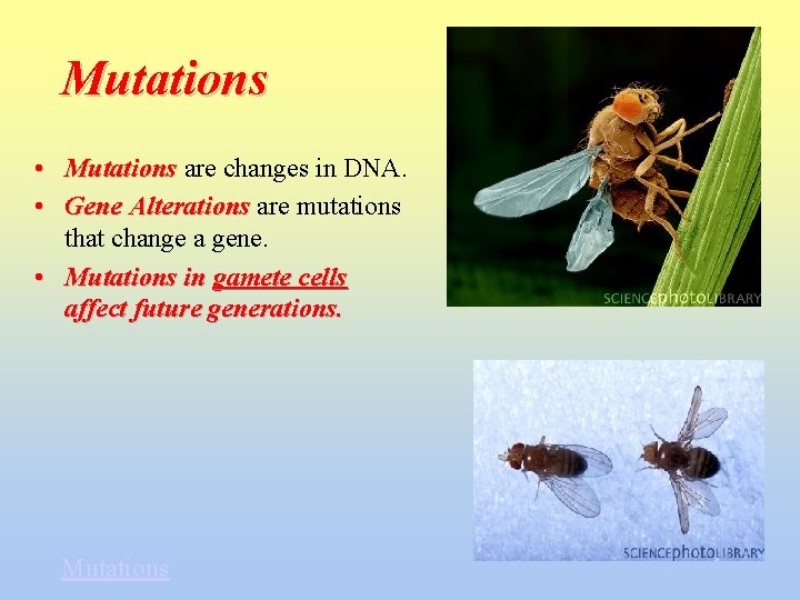 Mutations • Mutations are changes in DNA. • Gene Alterations are mutations that change