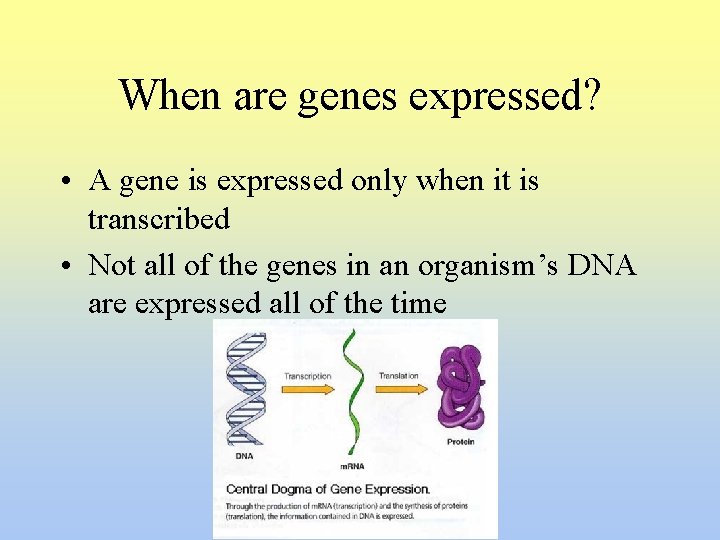 When are genes expressed? • A gene is expressed only when it is transcribed