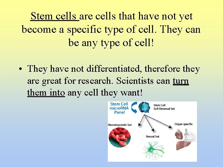 Stem cells are cells that have not yet become a specific type of cell.