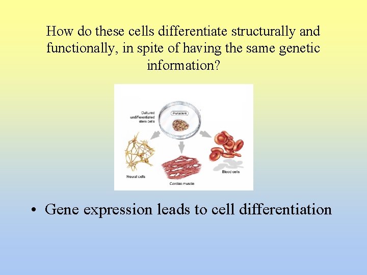 How do these cells differentiate structurally and functionally, in spite of having the same