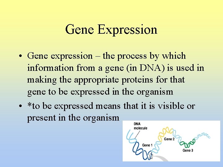 Gene Expression • Gene expression – the process by which information from a gene