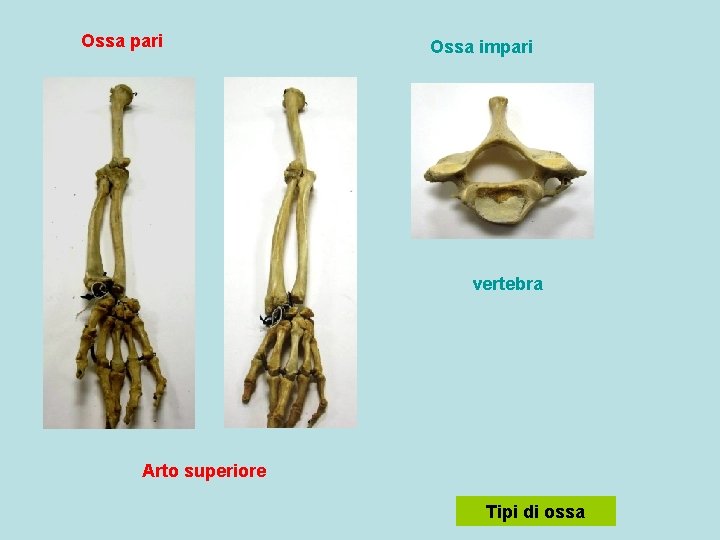 Ossa pari Ossa impari vertebra Arto superiore Tipi di ossa 