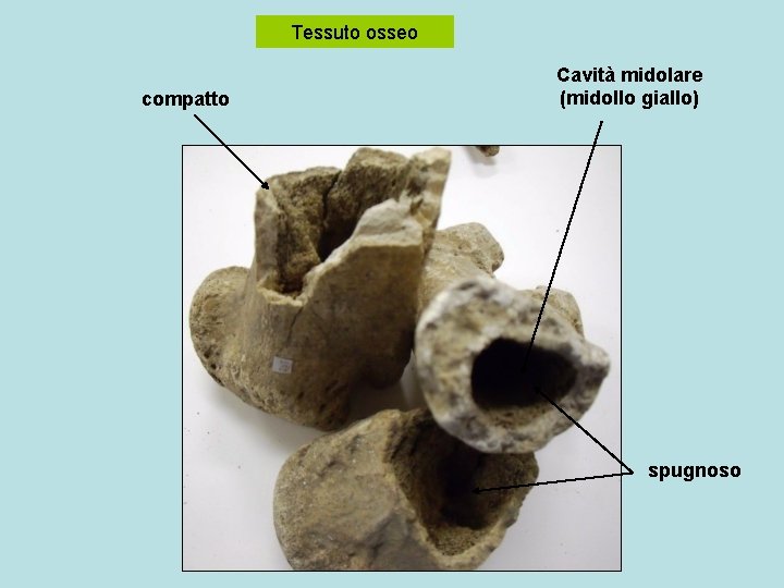 Tessuto osseo compatto Cavità midolare (midollo giallo) spugnoso 