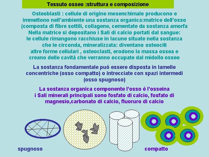 Tessuto osseo : struttura e composizione Osteoblasti : cellule di origine mesenchimale producono e