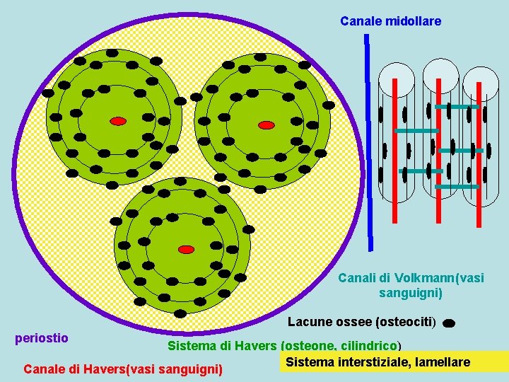 Canale midollare Canali di Volkmann(vasi sanguigni) Lacune ossee (osteociti) periostio Sistema di Havers (osteone,