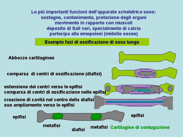 Le più importanti funzioni dell’apparato scheletrico sono: sostegno, contenimento, protezione degli organi movimento in
