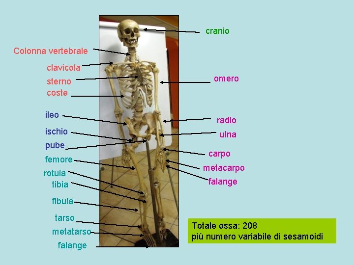 cranio Colonna vertebrale clavicola sterno coste ileo ischio pube femore rotula tibia omero radio