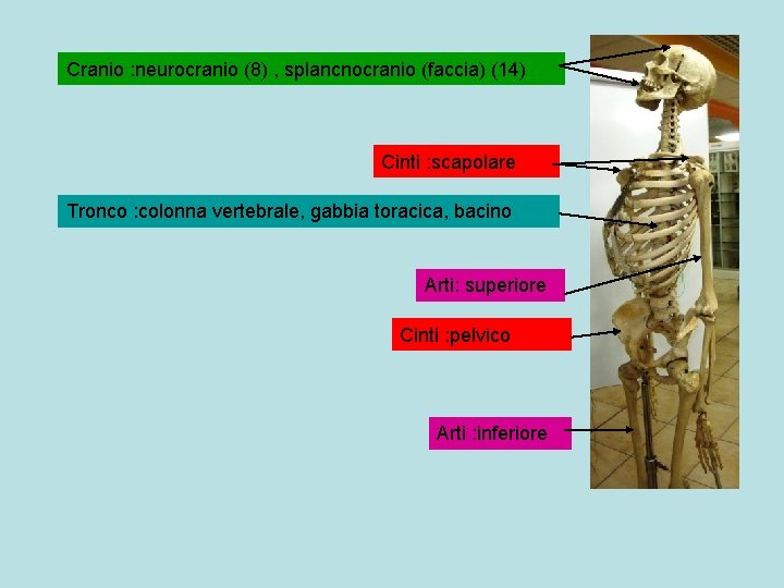 Cranio : neurocranio (8) , splancnocranio (faccia) (14) Cinti : scapolare Tronco : colonna