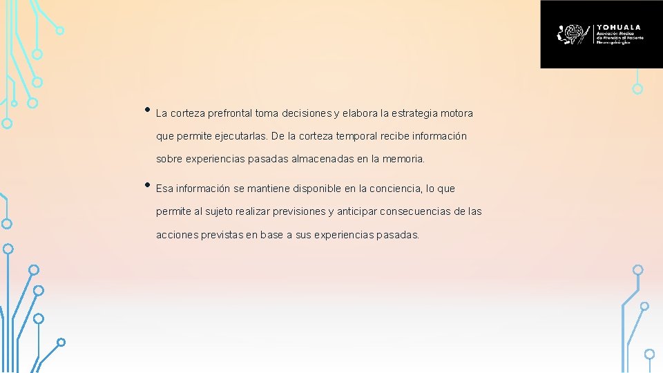  • La corteza prefrontal toma decisiones y elabora la estrategia motora que permite