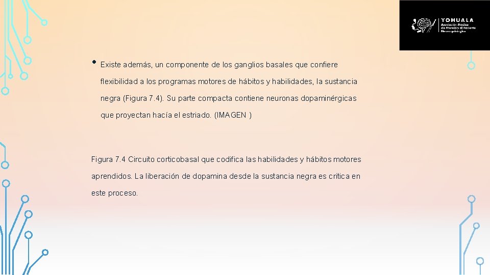  • Existe además, un componente de los ganglios basales que confiere flexibilidad a