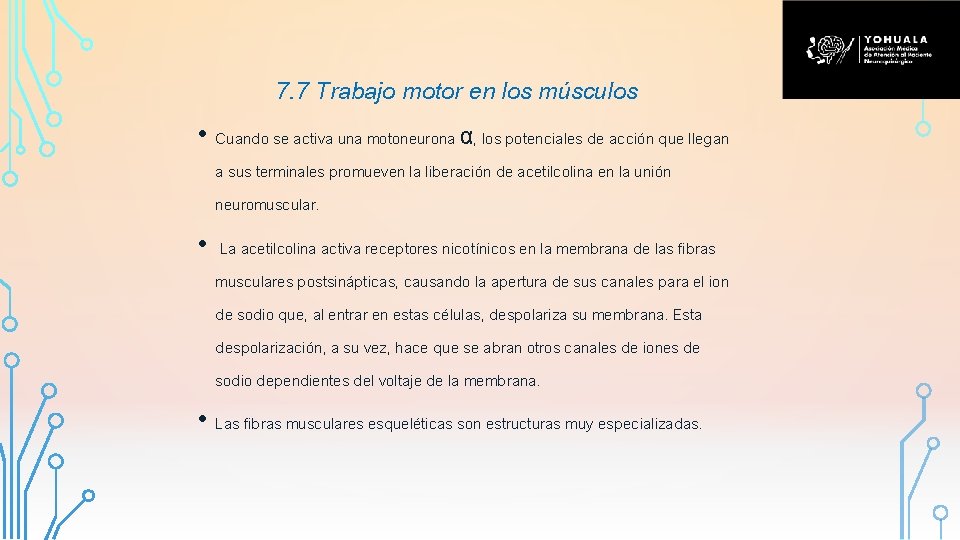 7. 7 Trabajo motor en los músculos • Cuando se activa una motoneurona α,