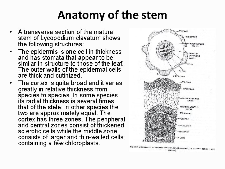 Anatomy of the stem • A transverse section of the mature stem of Lycopodium