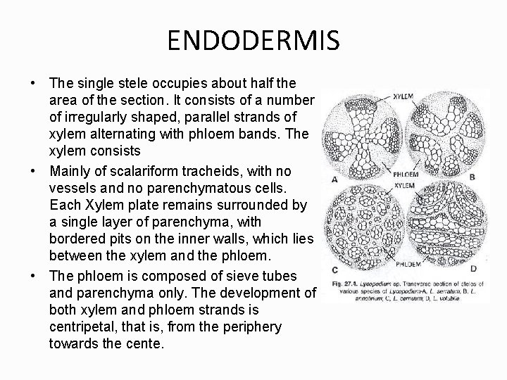 ENDODERMIS • The single stele occupies about half the area of the section. It