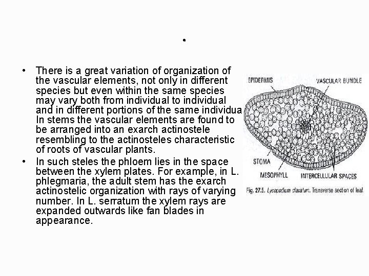 . • There is a great variation of organization of the vascular elements, not