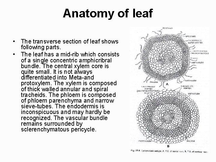 Anatomy of leaf • The transverse section of leaf shows following parts. • The