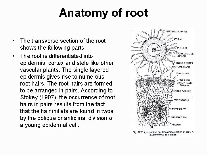Anatomy of root • The transverse section of the root shows the following parts: