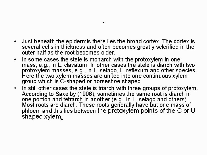 . • Just beneath the epidermis there lies the broad cortex. The cortex is