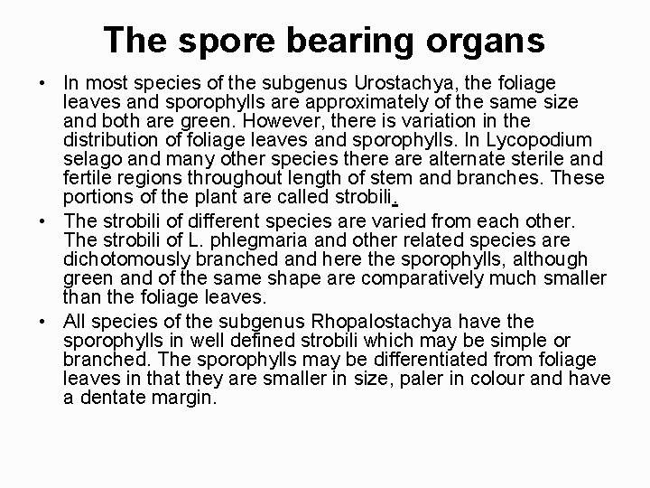 The spore bearing organs • In most species of the subgenus Urostachya, the foliage