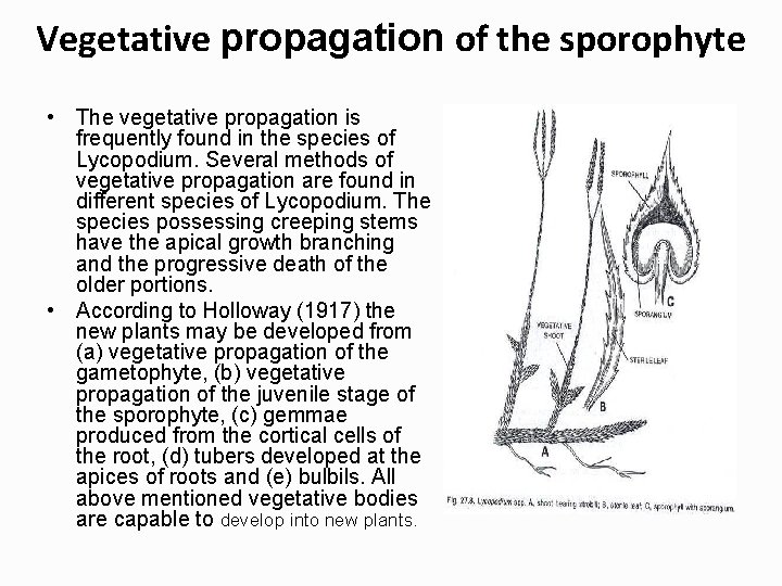 Vegetative propagation of the sporophyte • The vegetative propagation is frequently found in the