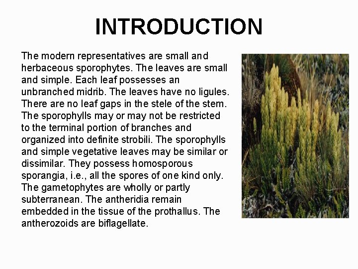 INTRODUCTION The modern representatives are small and herbaceous sporophytes. The leaves are small and