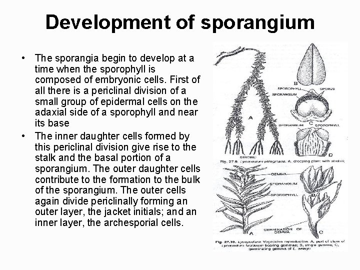 Development of sporangium • The sporangia begin to develop at a time when the