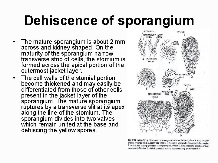 Dehiscence of sporangium • The mature sporangium is about 2 mm across and kidney