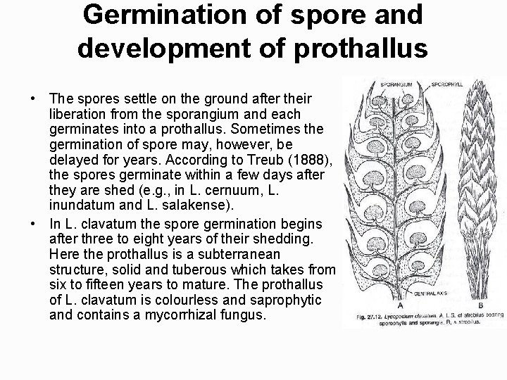 Germination of spore and development of prothallus • The spores settle on the ground