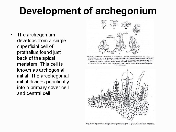 Development of archegonium • The archegonium develops from a single superficial cell of prothallus