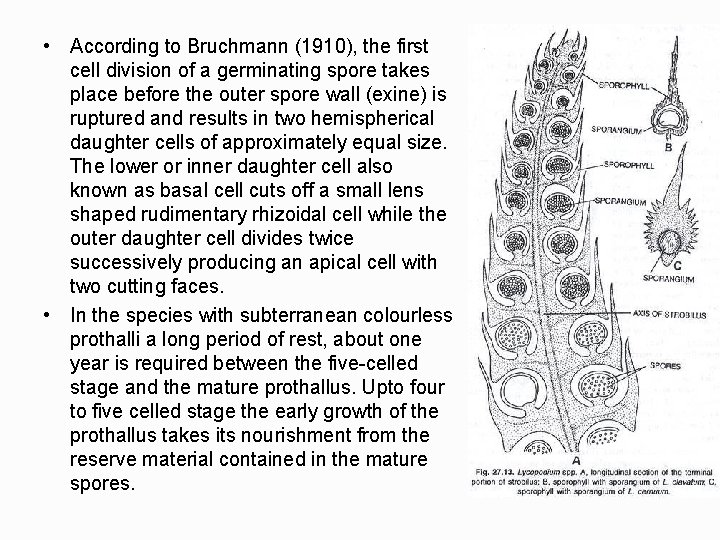  • According to Bruchmann (1910), the first cell division of a germinating spore