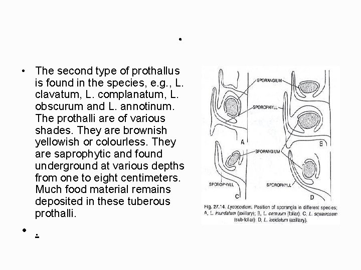 . • The second type of prothallus is found in the species, e. g.
