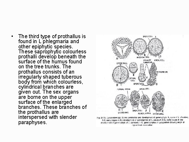 • The third type of prothallus is found in L phlegmaria and other • The third type of prothallus is found in L phlegmaria and other