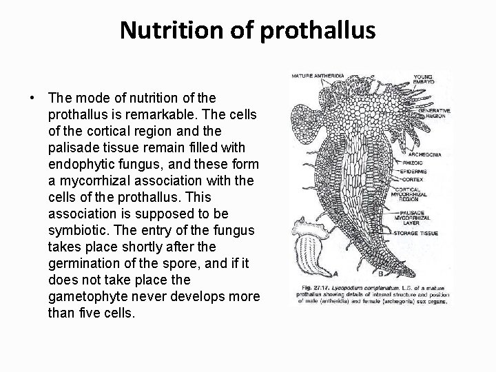 Nutrition of prothallus • The mode of nutrition of the prothallus is remarkable. The