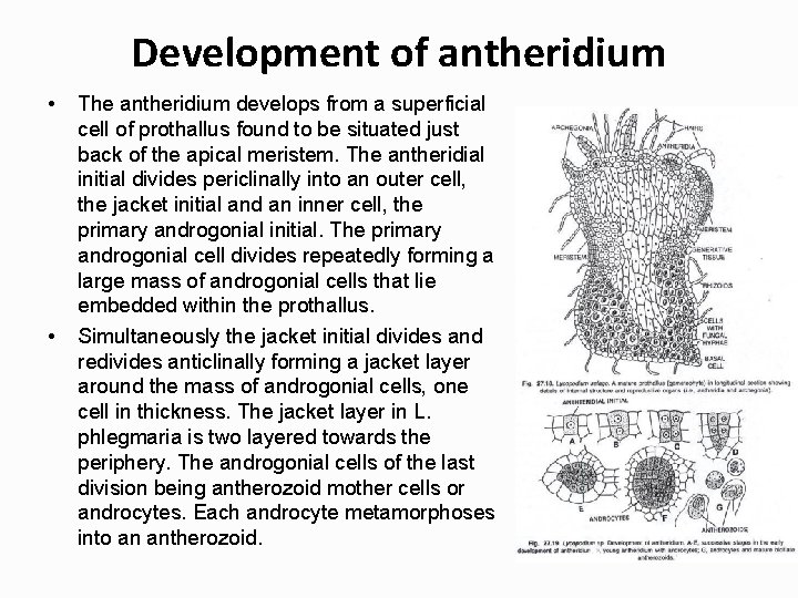 Development of antheridium • • The antheridium develops from a superficial cell of prothallus