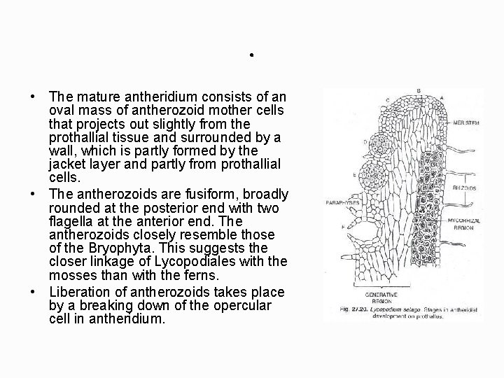 . • The mature antheridium consists of an oval mass of antherozoid mother cells
