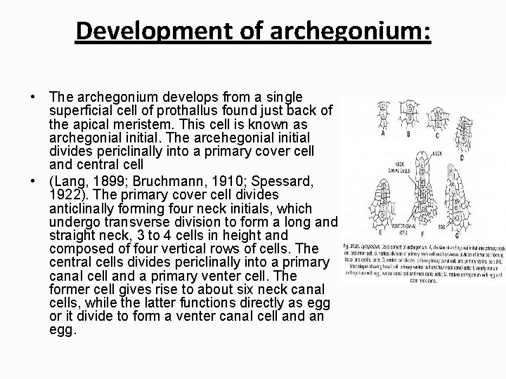 Development of archegonium: • The archegonium develops from a single superficial cell of prothallus