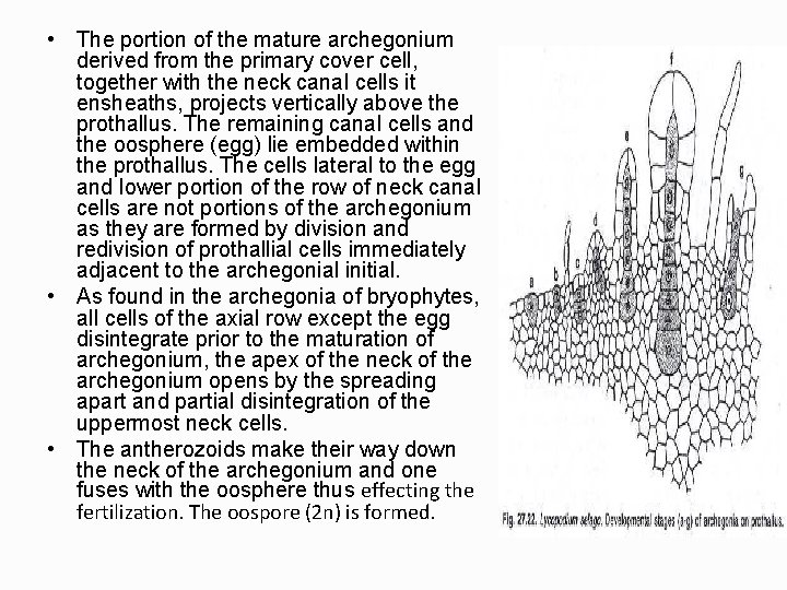  • The portion of the mature archegonium derived from the primary cover cell,