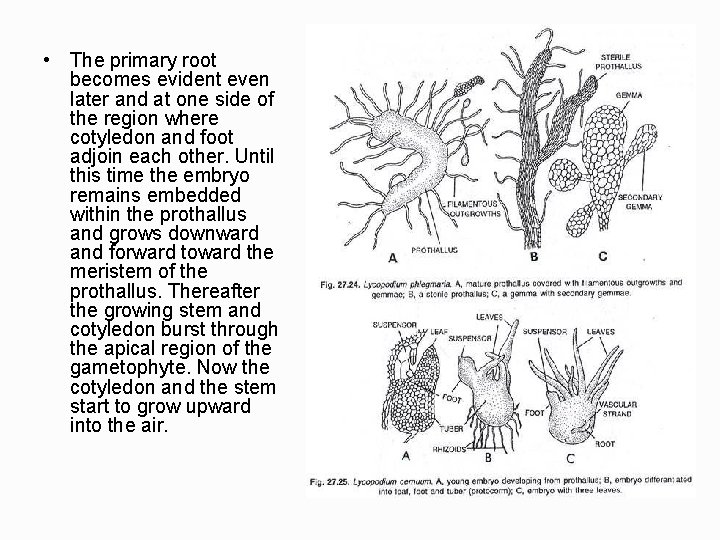  • The primary root becomes evident even later and at one side of