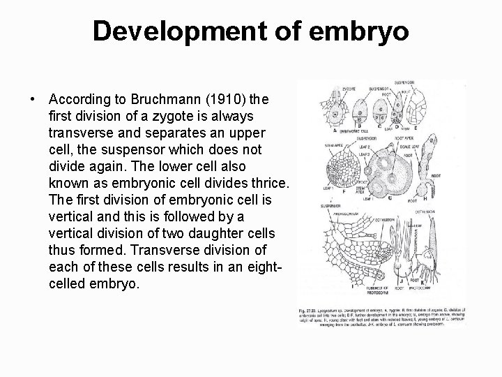 Development of embryo • According to Bruchmann (1910) the first division of a zygote