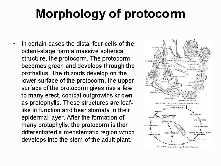 Morphology of protocorm • In certain cases the distal four cells of the octant