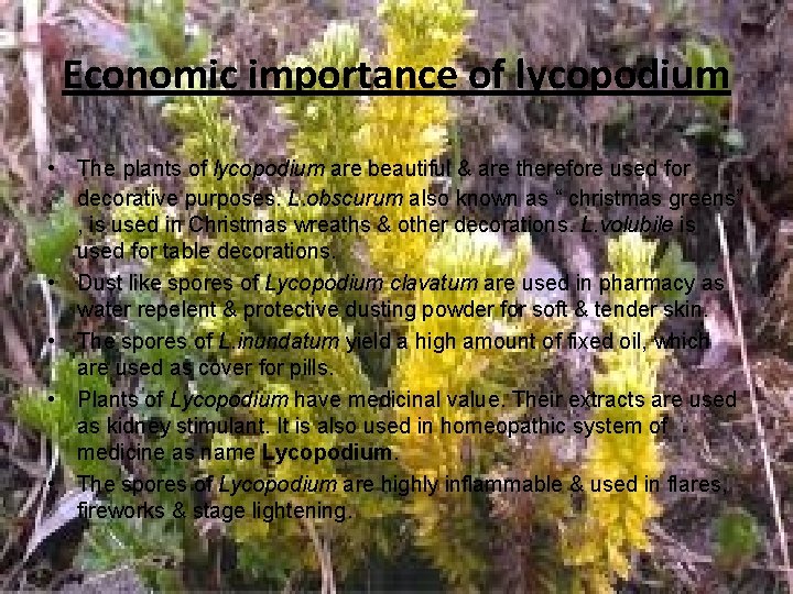 Economic importance of lycopodium • The plants of lycopodium are beautiful & are therefore