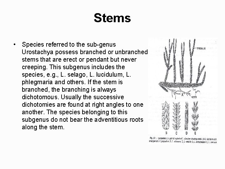 Stems • Species referred to the sub genus Urostachya possess branched or unbranched stems