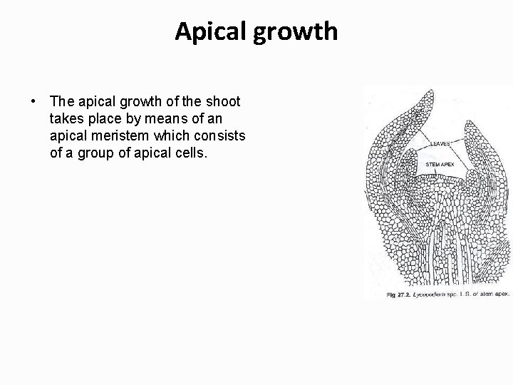 Apical growth • The apical growth of the shoot takes place by means of