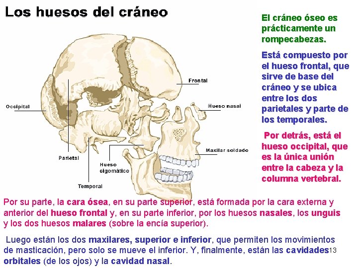 El cráneo óseo es prácticamente un rompecabezas. Está compuesto por el hueso frontal, que